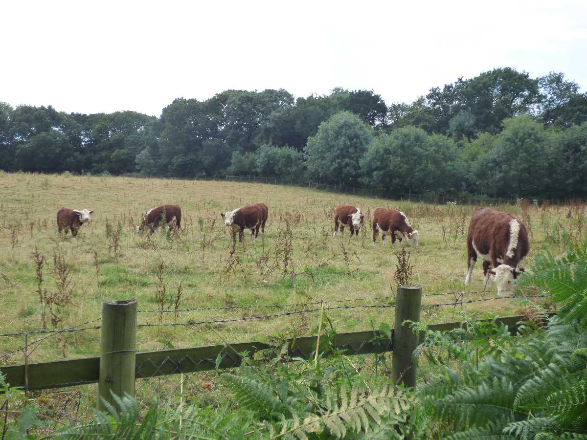 Sandwell Park Farm